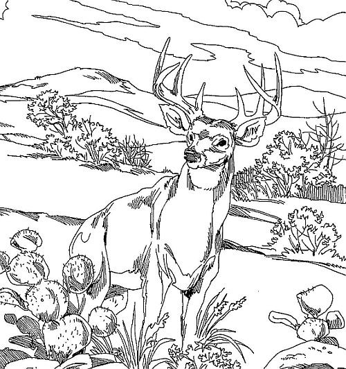 Deer Coloring Pages For Adults
 Deer Pages For Adults Coloring Pages
