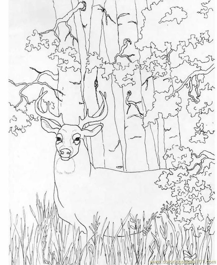 Deer Coloring Pages For Adults
 deer coloring pictures to print