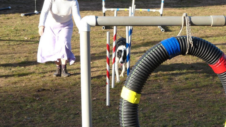 DIY Dog Agility Course
 DIY Beginner weave poles and tire jump for dog agility