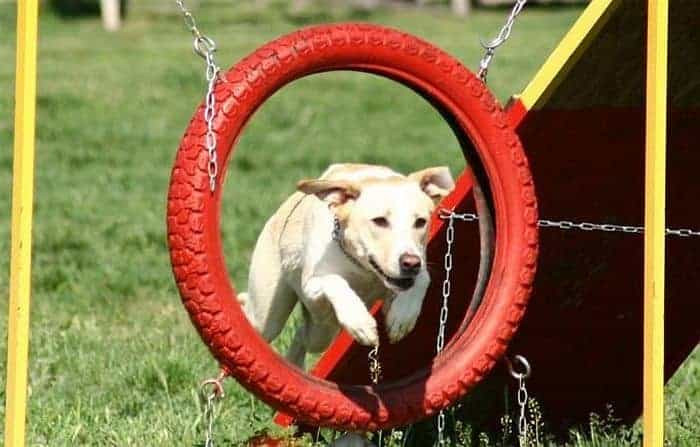 DIY Dog Agility Course
 9 DIY Dog Agility Courses Homemade Agility Obstacles For
