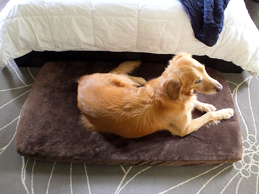 DIY Dog Beds For Large Dogs
 A quality diy large dog bed for under $50 and it s no sew
