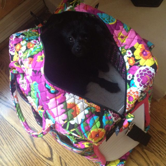 DIY Dog Carrier Backpack
 DIY dog carrier made from Vera Bradley s "weekender" bag