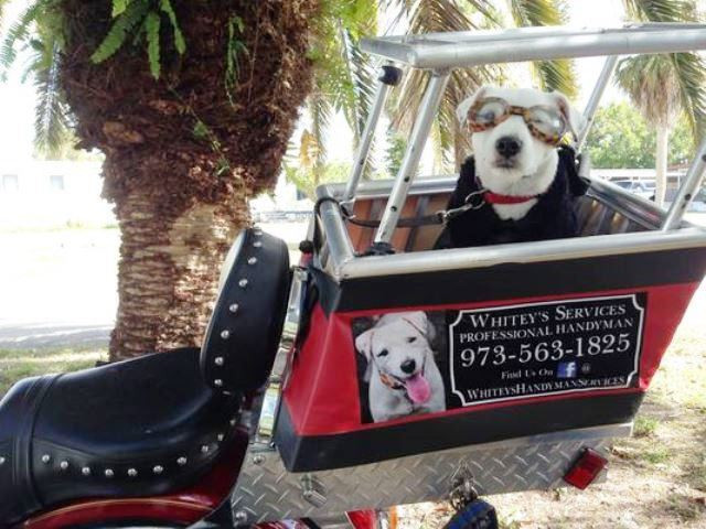 DIY Dog Carrier Backpack
 Harley Davidson Dogs on Harleys