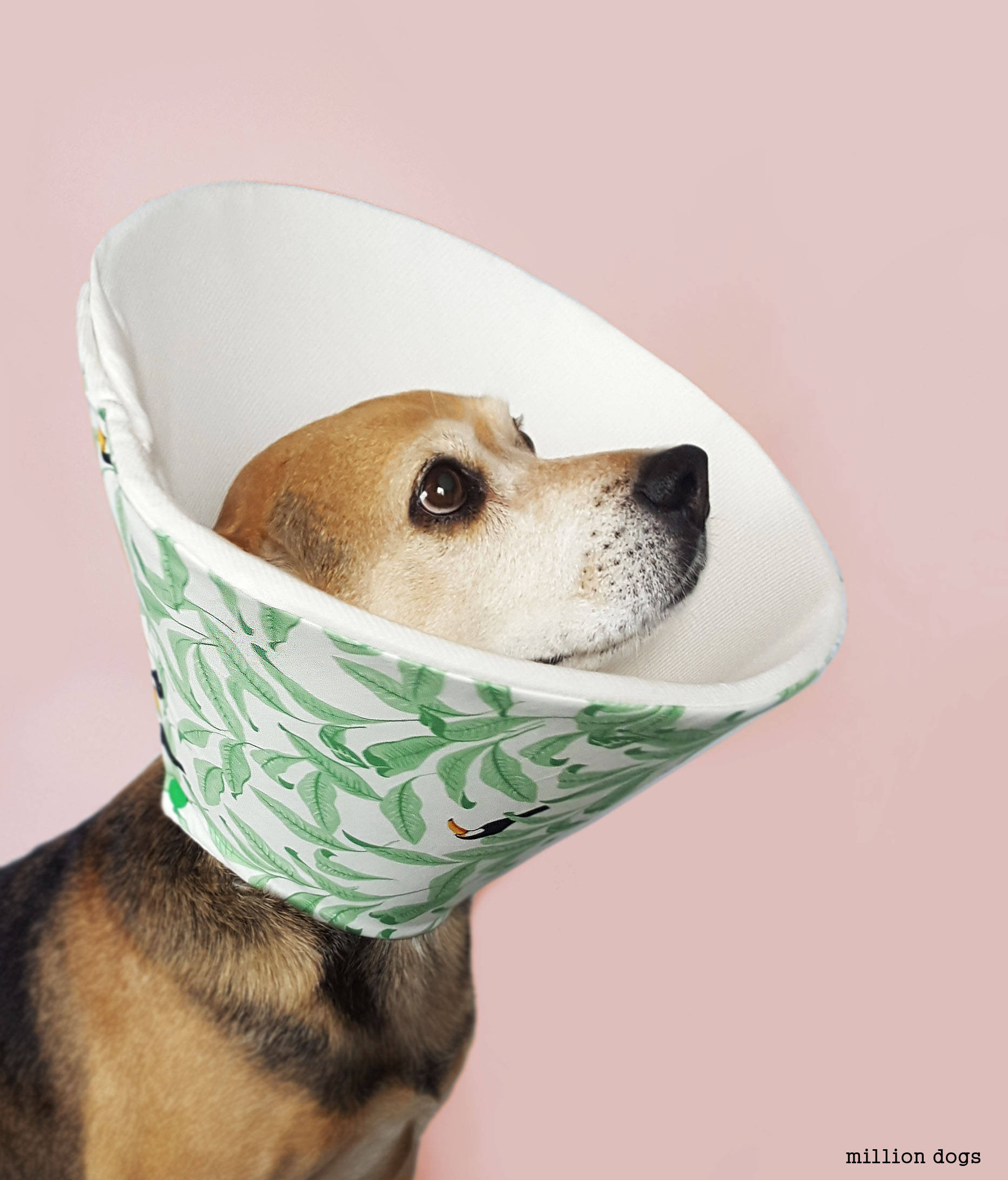 DIY Dog Cone
 7 Alternatives to the Plastic Dog Cone