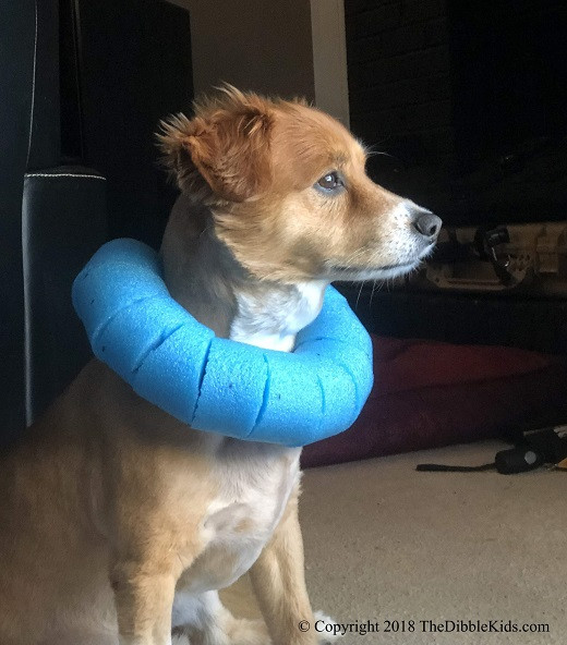DIY Dog Cone
 Elizabethan Safety Collar or Dog Cone & Alternatives The
