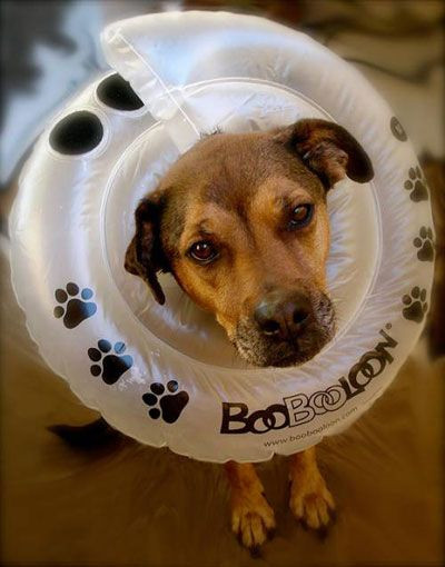 DIY Dog Cone
 5 Alternatives to the Cone of Shame