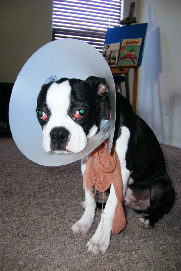 DIY Dog Cone
 The latest in Japanese pet fashion wearing an instant