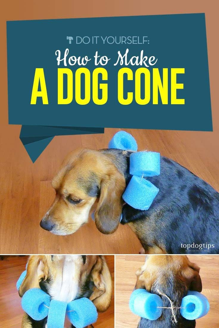 DIY Dog Cones
 How to Make a Dog Cone Dog DIY & Craft Projects