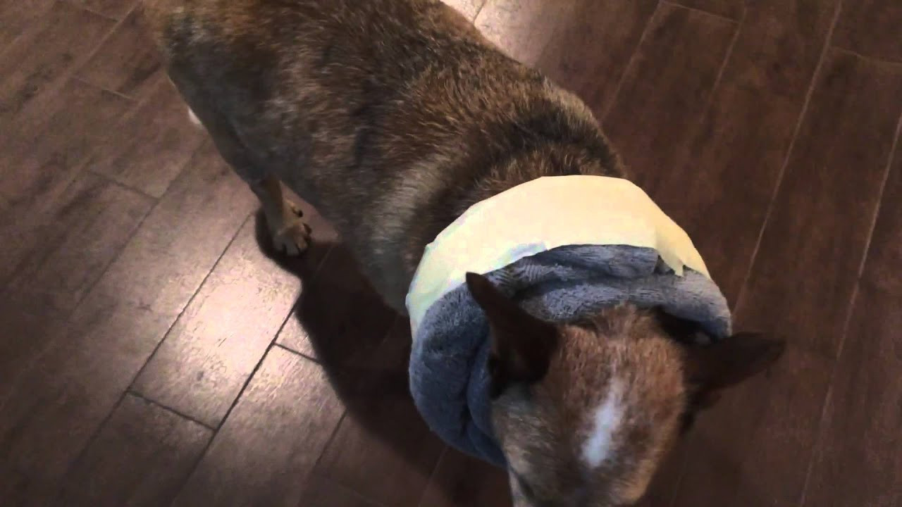 DIY Dog Cones
 DIY DOG CONE ALTERNATIVE e collar