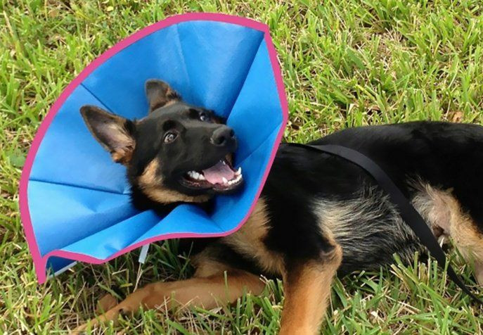 DIY Dog Cones
 The Best Ideas for Diy Dog Cones Home DIY Projects