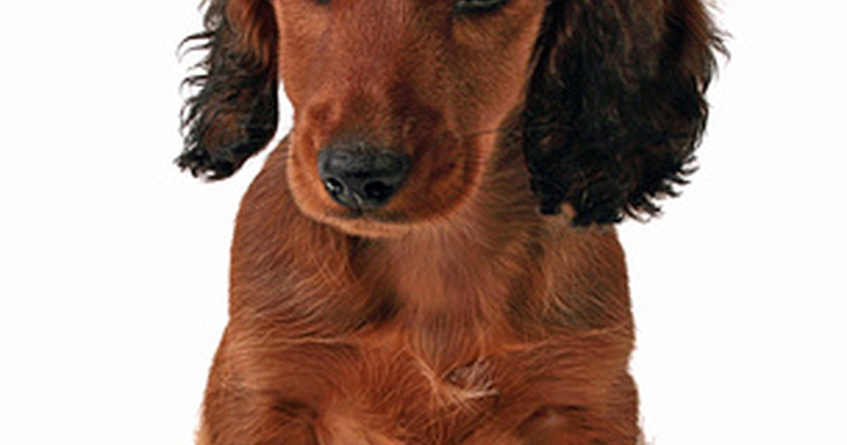 DIY Dog Detangler
 Homemade Detangler for Long Hair Dogs