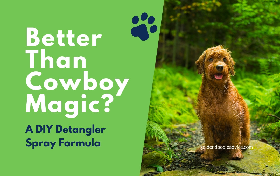 DIY Dog Detangler
 DIY Detangler spray formula for dogs goldendoodles cowboy