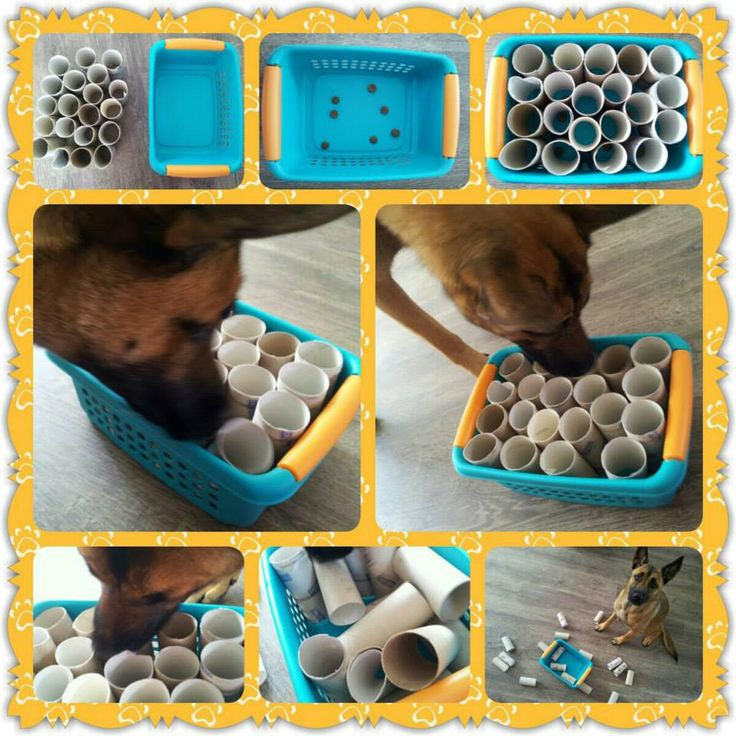 DIY Dog Puzzles
 mandje met wc rollen hondendenkspelletjes