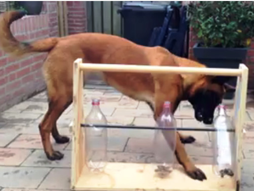 DIY Dog Puzzles
 Enrichment ideas The bottle game