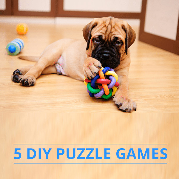 DIY Dog Puzzles
 5 DIY Dog Puzzle Games