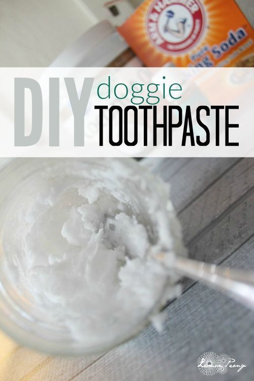 DIY Doggie Toothpaste
 DIY Toothpaste for Dogs Recipe Pet Care