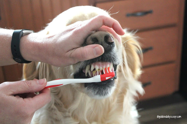 DIY Doggie Toothpaste
 DIY Homemade Dog Toothpaste