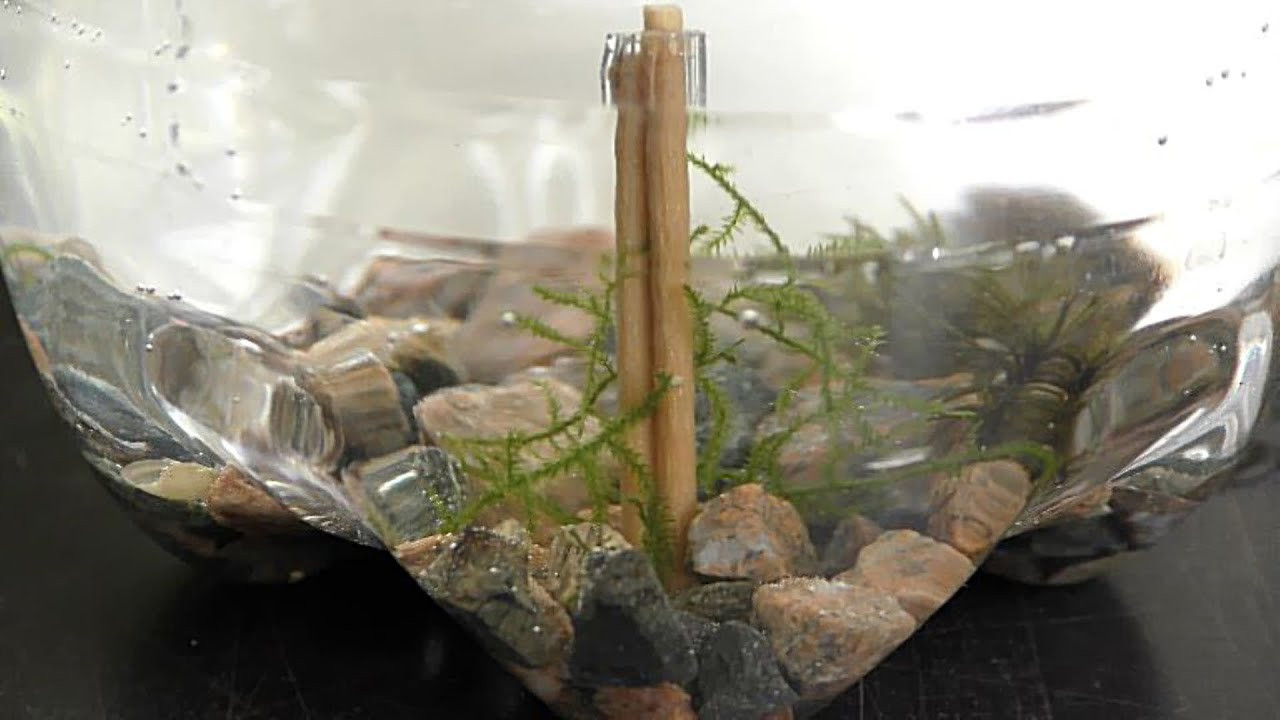 DIY Driftwood For Aquarium
 Driftwood Toothpicks for Aquarium DIY