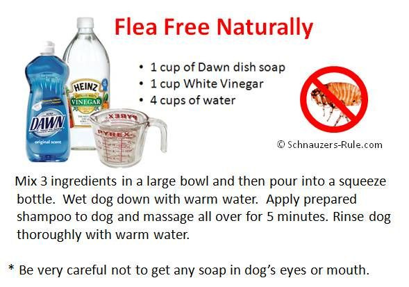 DIY Flea Killer For Dogs
 Dog Allergies Causes Symptoms and Treatments If your
