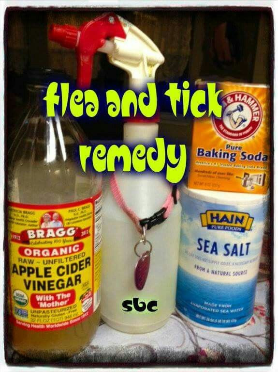 DIY Flea Killer For Dogs
 Dogs Solid Information About Dogs Which Is Easy To