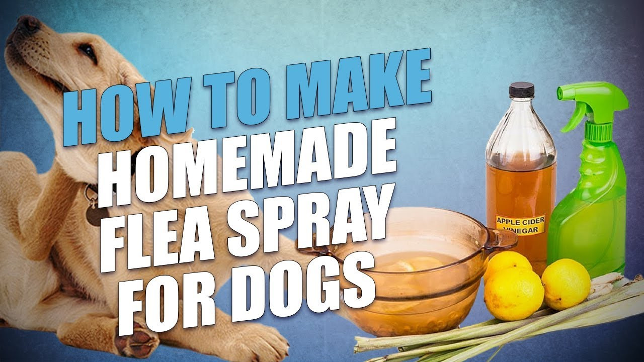 DIY Flea Killer For Dogs
 DIY Homemade Flea Spray for Dogs 3 Cheap Natural Recipes