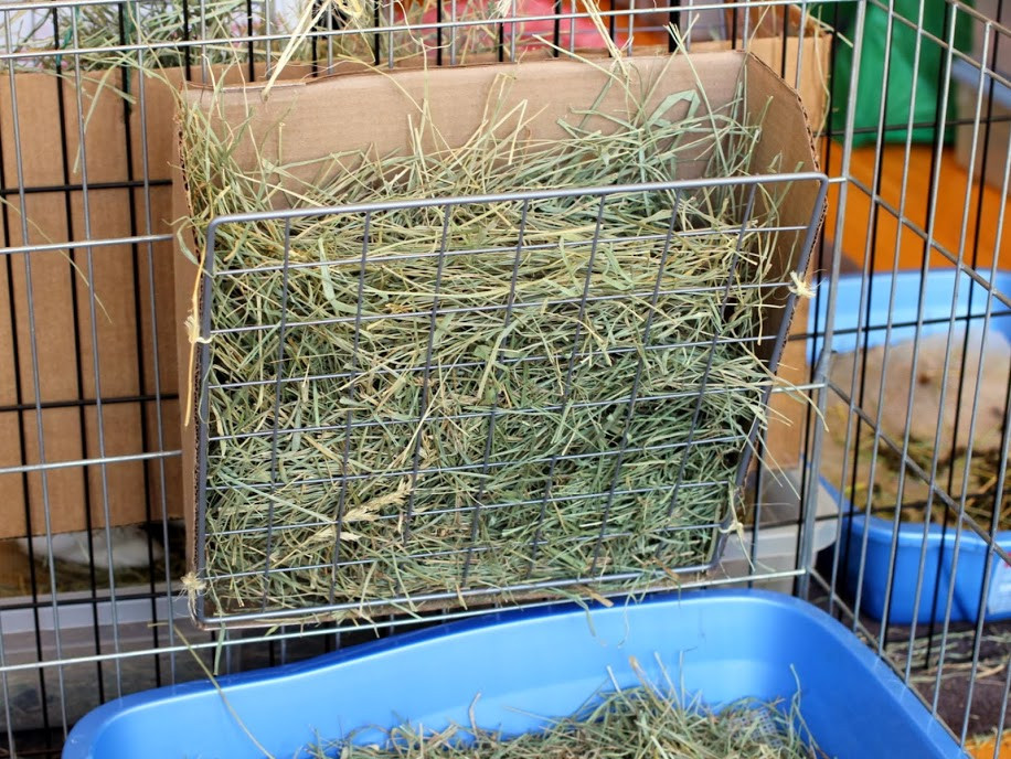 DIY Hay Rack
 DIY Hay Rack – Coding with Bunnies
