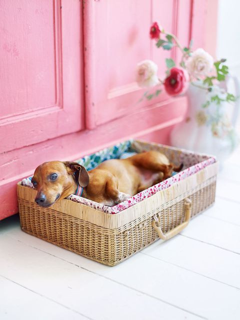 DIY Small Dog Bed
 19 Adorable DIY Dog Beds How to Make a Cute & Cheap Pet Bed
