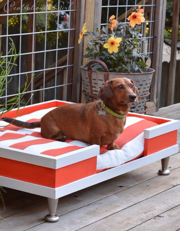 DIY Small Dog Bed
 31 Creative DIY Dog Beds You Can Make For Your Pup