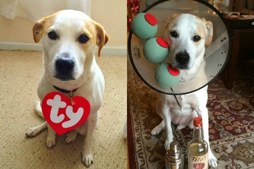 Dog Costumes DIY
 5 easy & cheap DIY Halloween costumes for your dog and