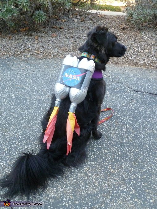 Dog Costumes DIY
 Rocket Dog Halloween Costume Contest at Costume Works