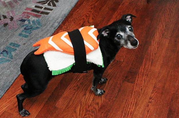 Dog Costumes DIY
 10 Easy DIY Halloween Costumes For Your Pets