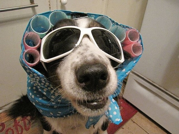 Dog Costumes DIY
 10 Fang tastically Easy DIY Pet Costumes thegoodstuff