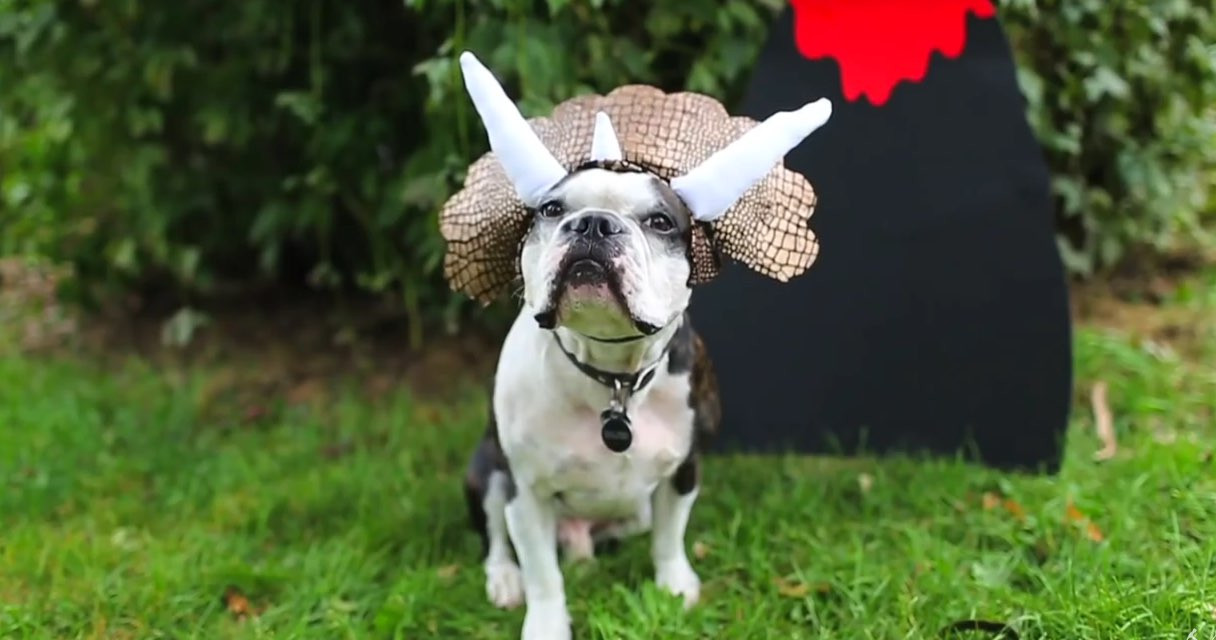 Dog Costumes DIY
 Top 10 Incredibly Easy DIY Dog Costumes Dogtime