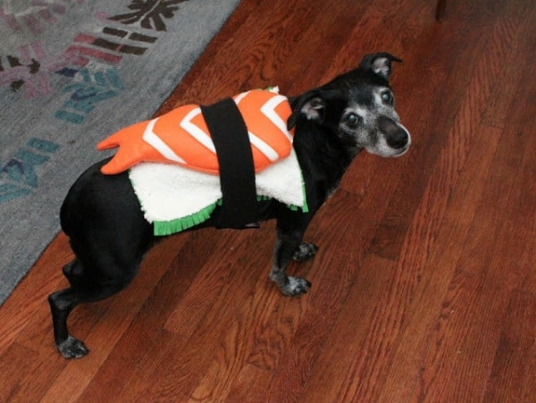 Dog Costumes DIY
 10 Fang tastically Easy DIY Pet Costumes thegoodstuff