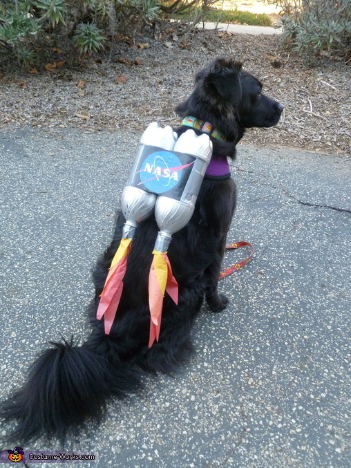 Dog Costumes DIY
 Ten Dangerously Adorable DIY Dog Costumes Frugal Beautiful