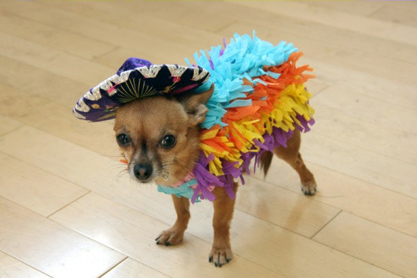 Dog Costumes DIY
 Adorable DIY Pet Costumes
