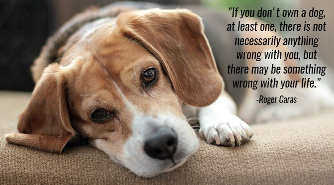 Dog Quotes Inspirational
 60 Lovable Dogs Dog Quotes And Sayings