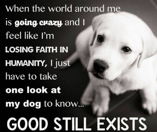 Dog Quotes Inspirational
 inspirational dog quotes life
