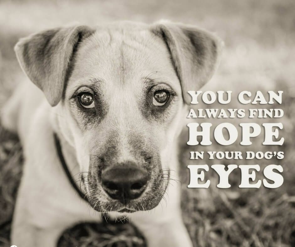 Dog Quotes Inspirational
 21 Inspirational Quotes Every Dog Lover Should Read
