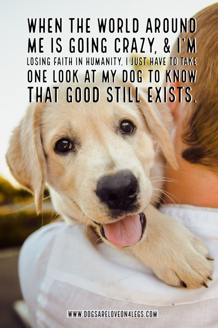 Dog Quotes Inspirational
 Dog Quote When the world around me is going crazy Dog
