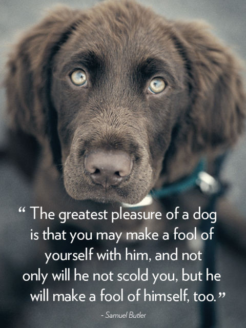 Dog Quotes Inspirational
 100 Best Quotes About Dogs & Famous Dog Quotes
