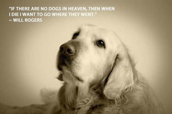 Dog Quotes Inspirational
 Dog Training Quotes Inspirational QuotesGram