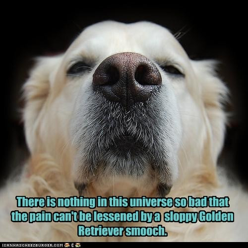 Dog Quotes Inspirational
 Inspirational Dog Quotes Golden Retrievers QuotesGram