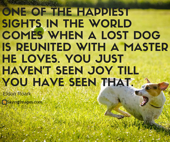Dog Quotes Inspirational
 50 Dog Quotes For People Who Love Dogs