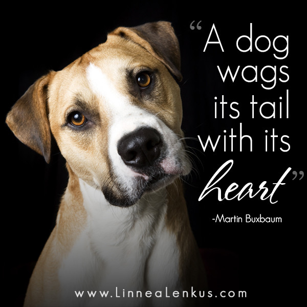 Dog Quotes Inspirational
 Inspirational quotes