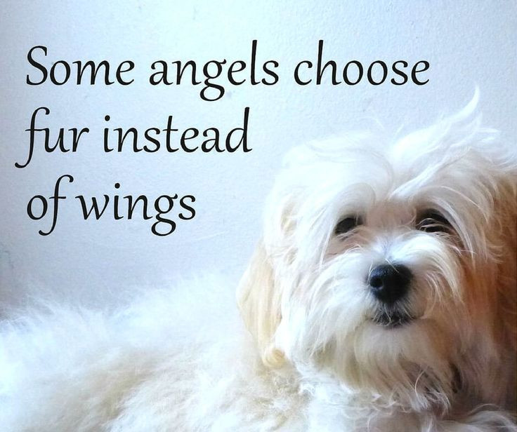 Dog Quotes Inspirational
 21 Inspirational Quotes Every Dog Lover Should Read