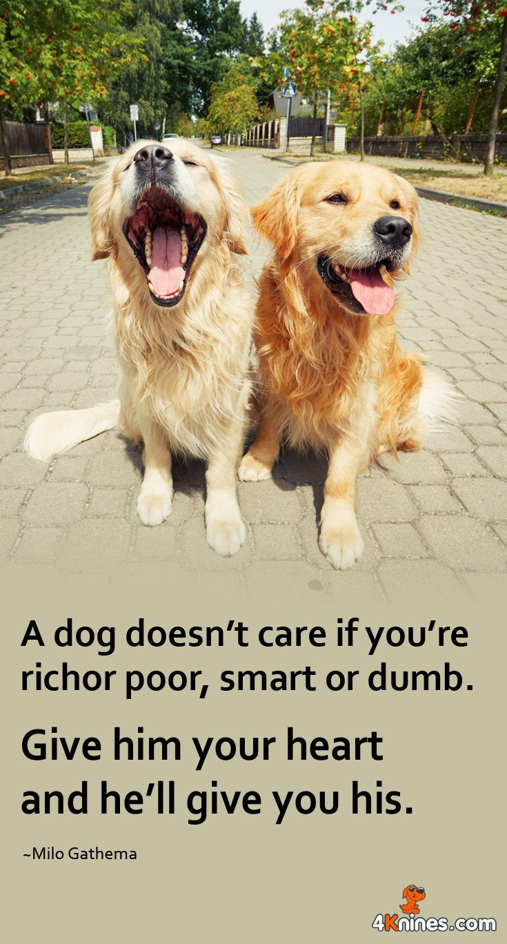 Dog Quotes Inspirational
 668 best images about Inspirational Dog Quotes on Pinterest