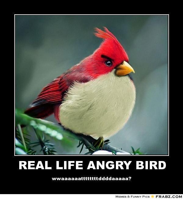 Funny Angry Quotes
 Funny Anger Quotes And Sayings QuotesGram