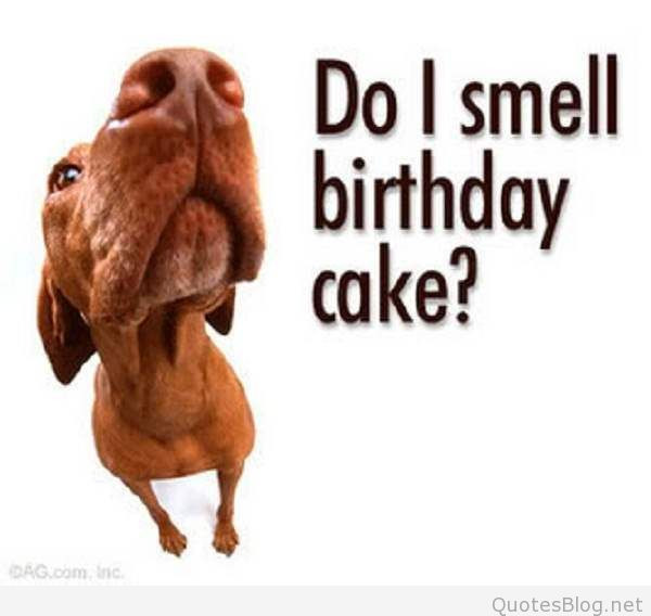 Funny Birthday Picture Quotes
 funny birthday quotes images