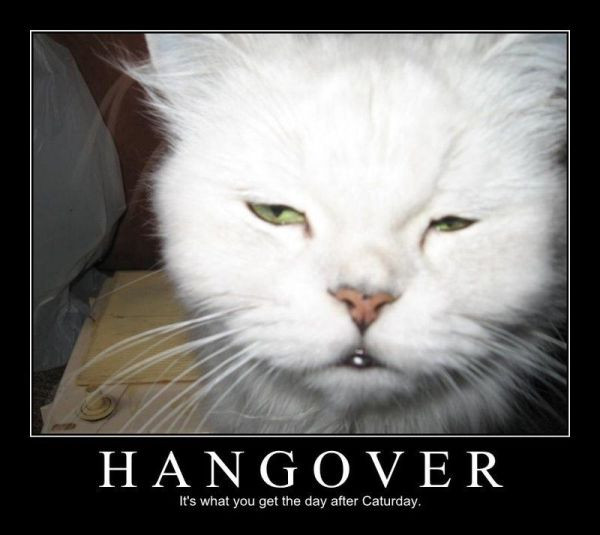 Funny Hangover Quotes
 Funny Quotes From The Hangover QuotesGram